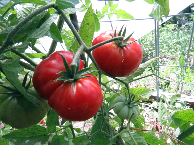 Tanunda Red dwarf tomato